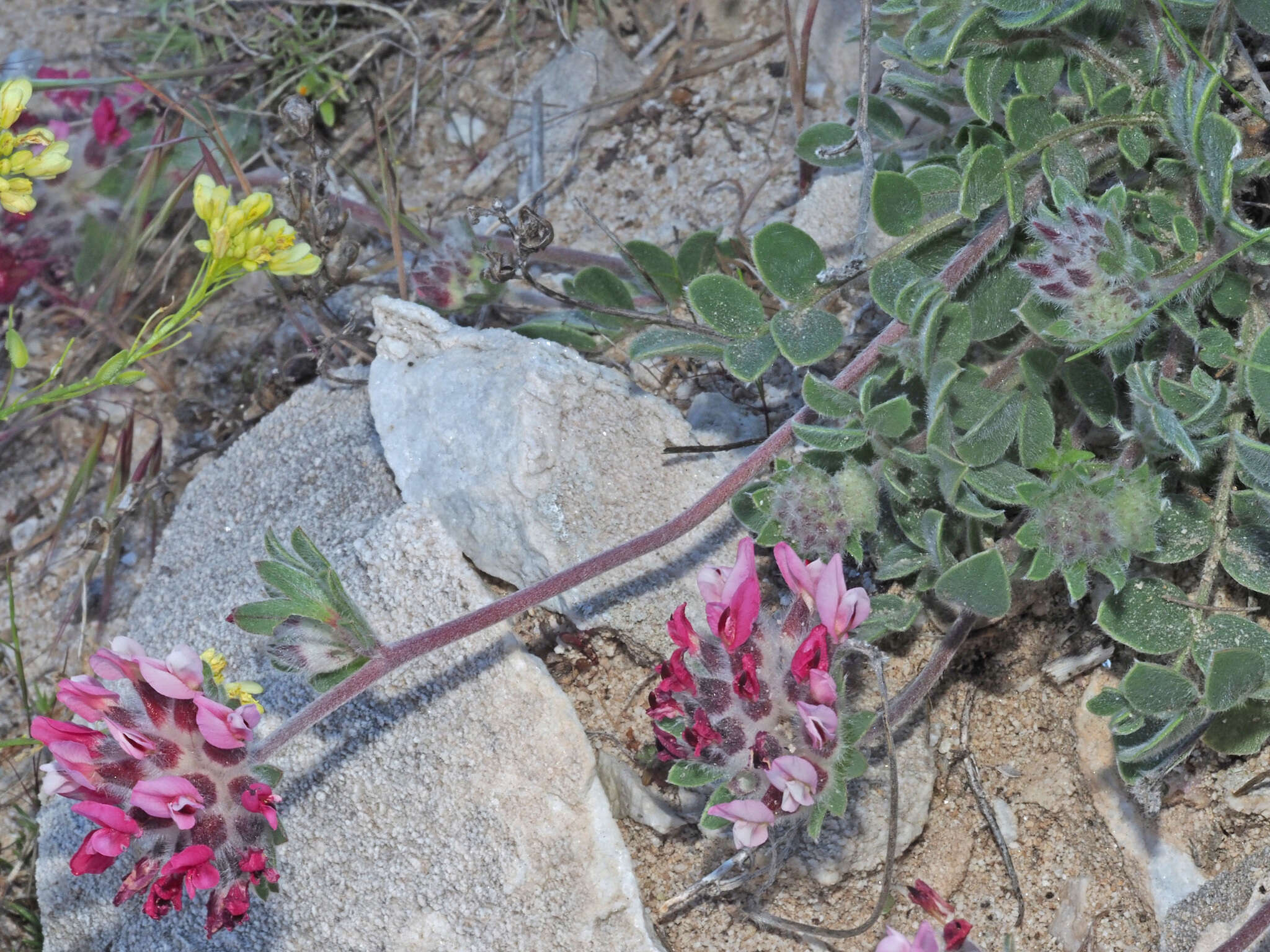 Слика од Anthyllis vulneraria subsp. maura (Beck) Maire