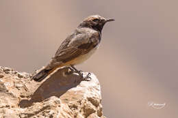 Image of Kurdish Wheatear