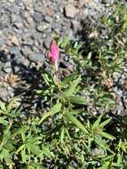 Imagem de Epilobium colchicum subsp. colchicum