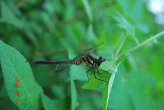 Image of Sympetrum infuscatum (Selys 1883)