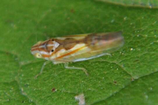 Plancia ëd Neocoelidia bilobata (De Long 1953)