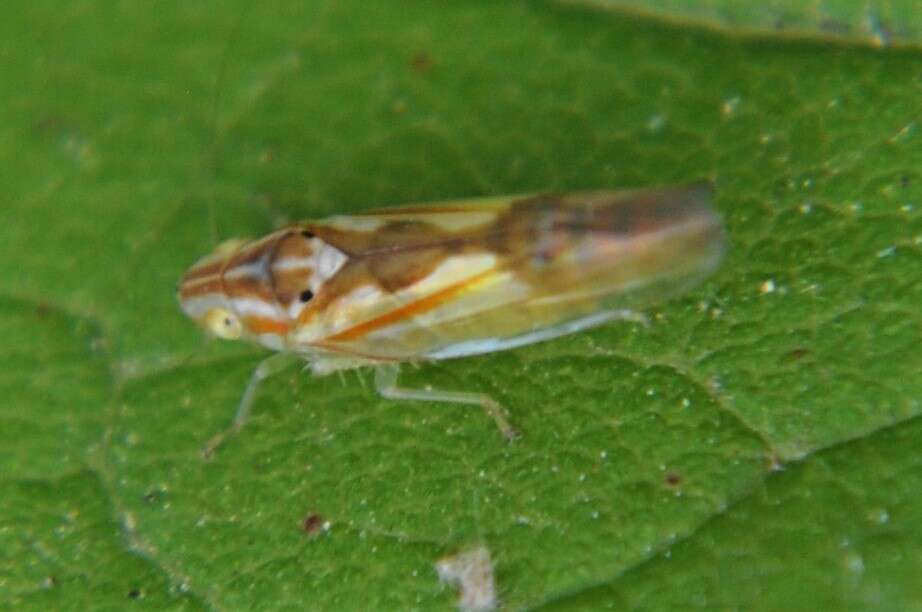 Sivun Neocoelidia bilobata (De Long 1953) kuva