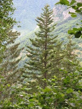 Image of Silver Fir