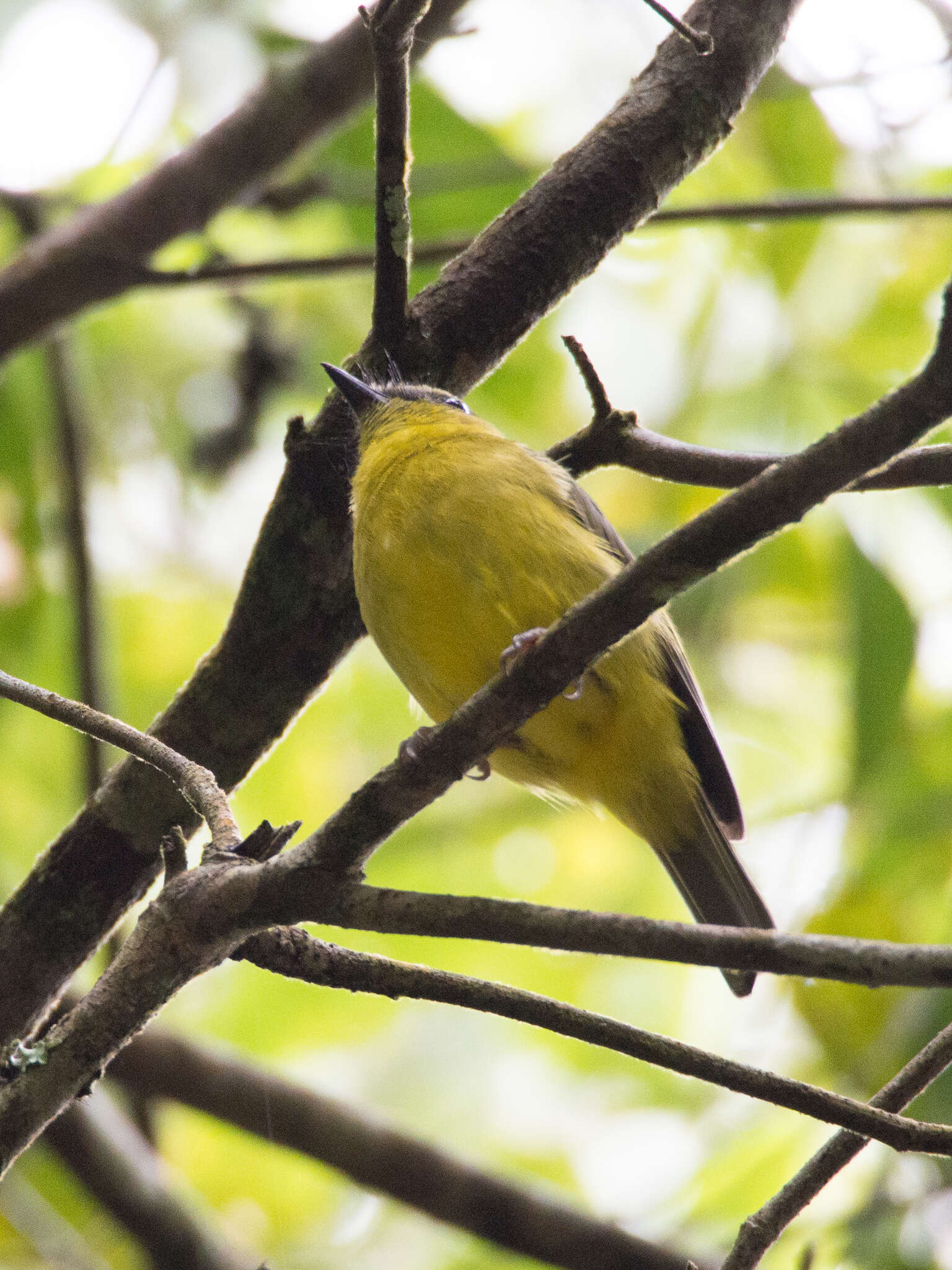 Imagem de Pachycephala hypoxantha (Sharpe 1887)