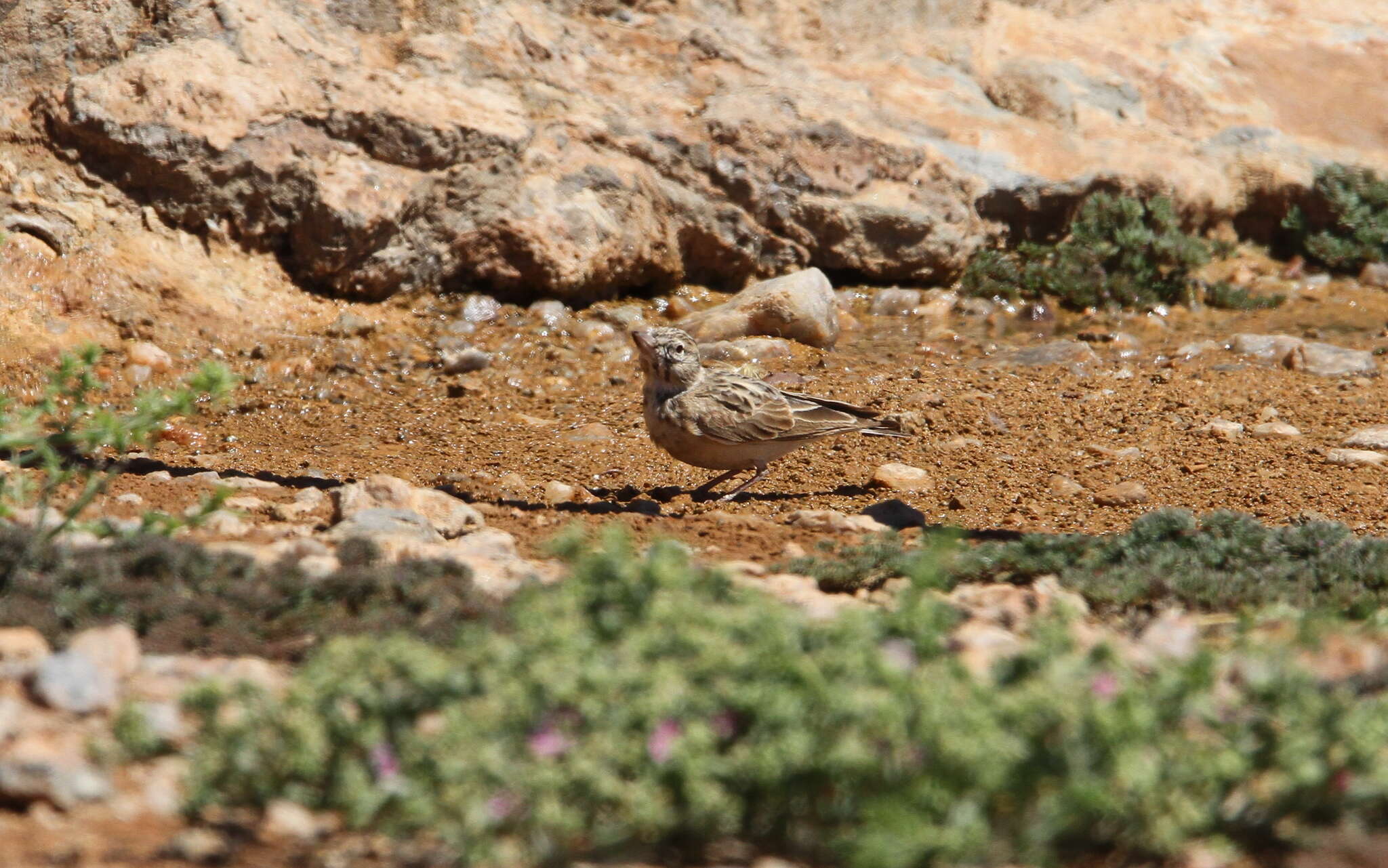 Image of Sclater's Lark