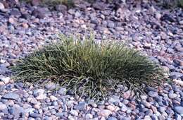 Image of Salicornia virginica