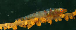 Image of Whip coral goby