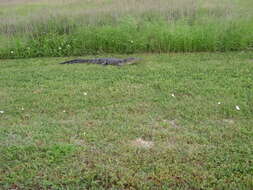 Image of alligators