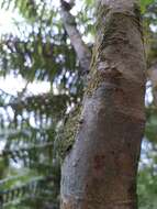 Image of Peruvian cartilage lichen