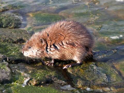 Image of muskrat