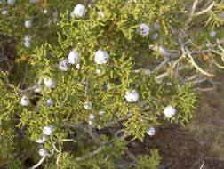 Image of California Juniper