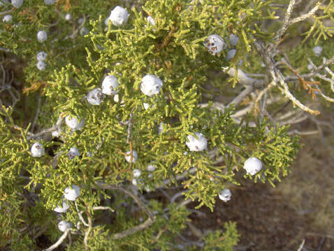 Imagem de Juniperus californica Carrière