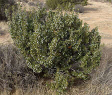 Sivun Juniperus californica Carrière kuva