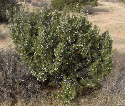 Imagem de Juniperus californica Carrière