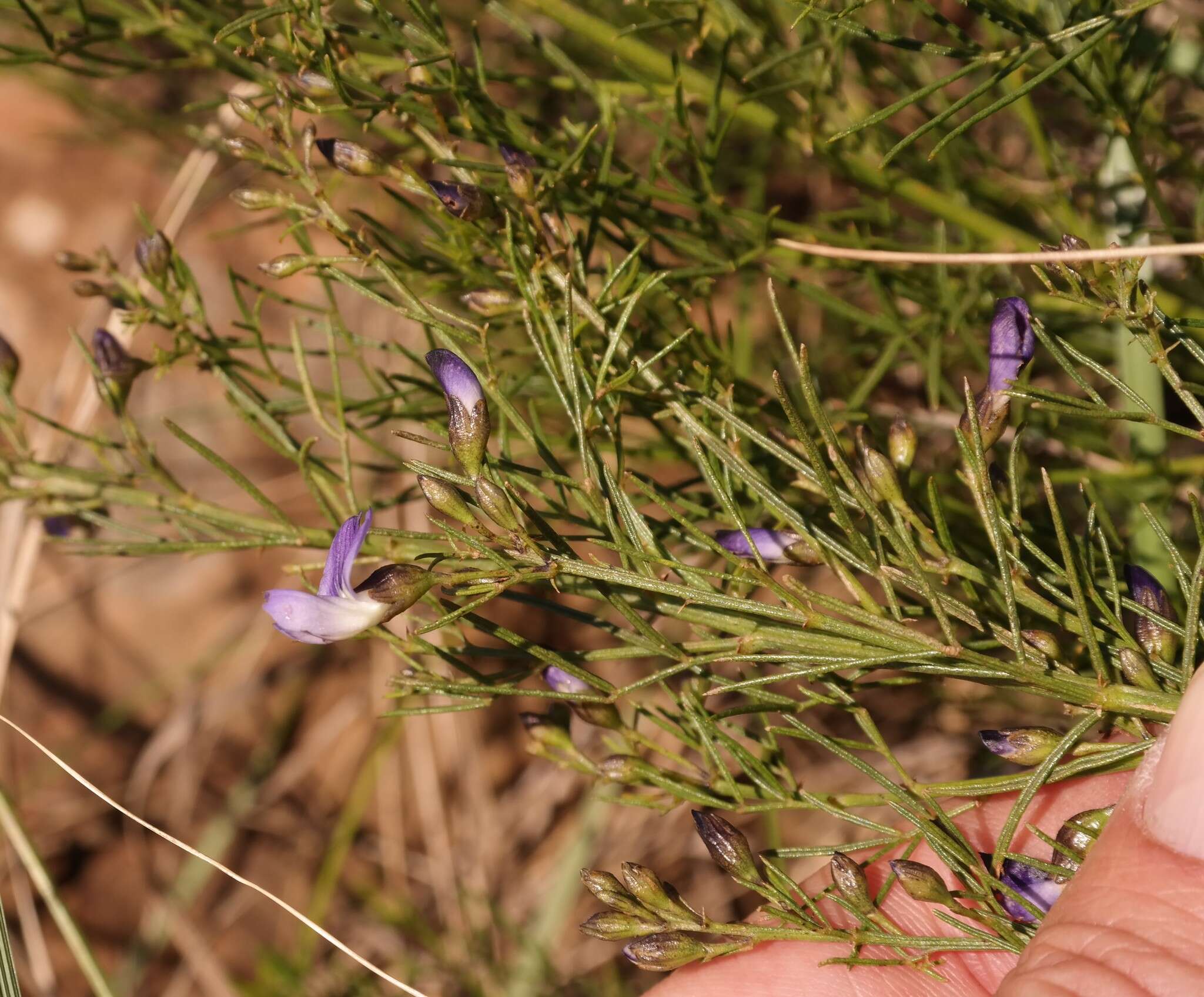 Imagem de <i>Psoralea rhizotoma</i>