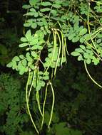 Image of Scorpion Senna