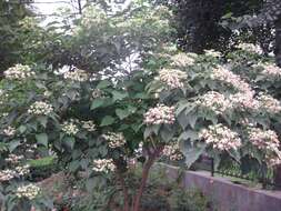 Imagem de Clerodendrum trichotomum Thunb.