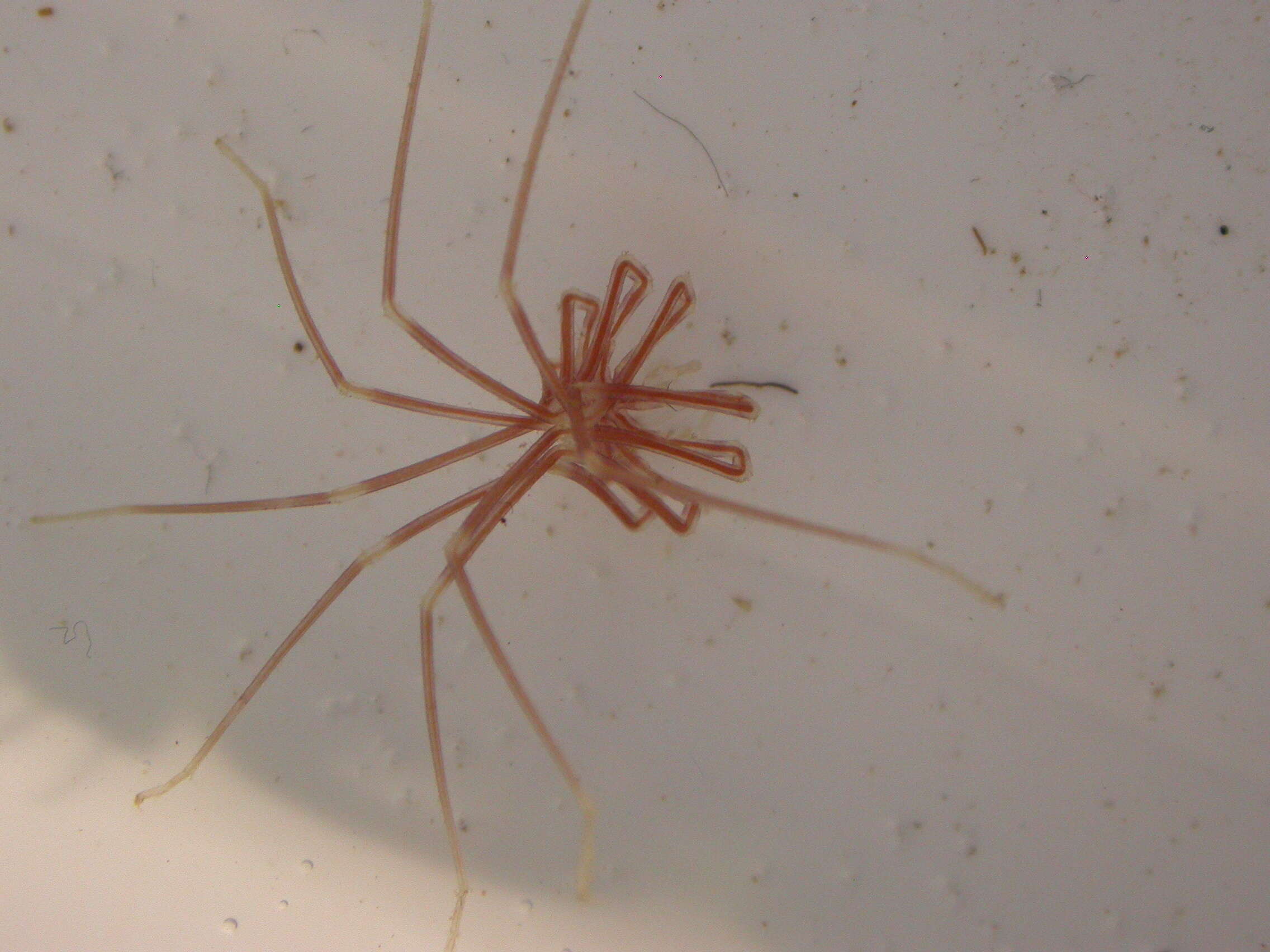 Image of sea spider