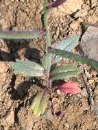 Image of Mt. Diablo jewelflower