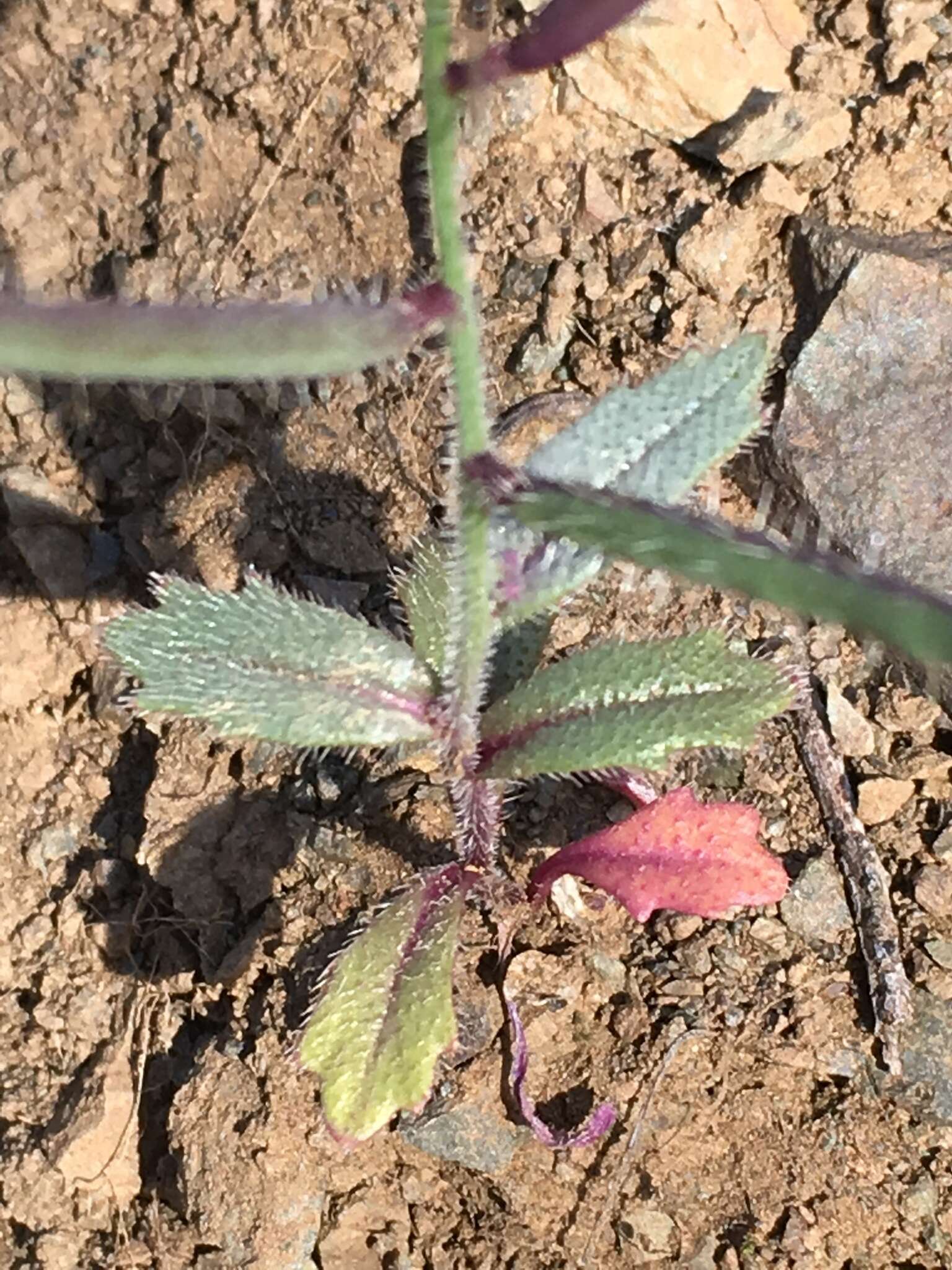 Image of Mt. Diablo jewelflower