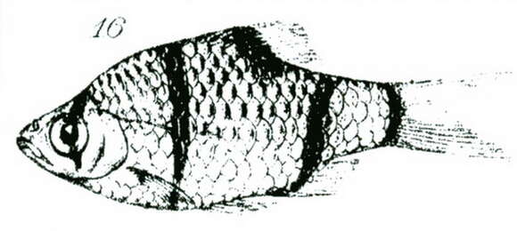 Image of Puntigrus partipentazona (Fowler 1934)
