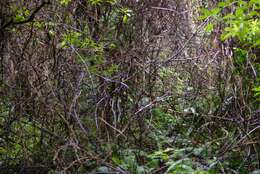 Image of Ripogonum scandens J. R. Forst. & G. Forst.