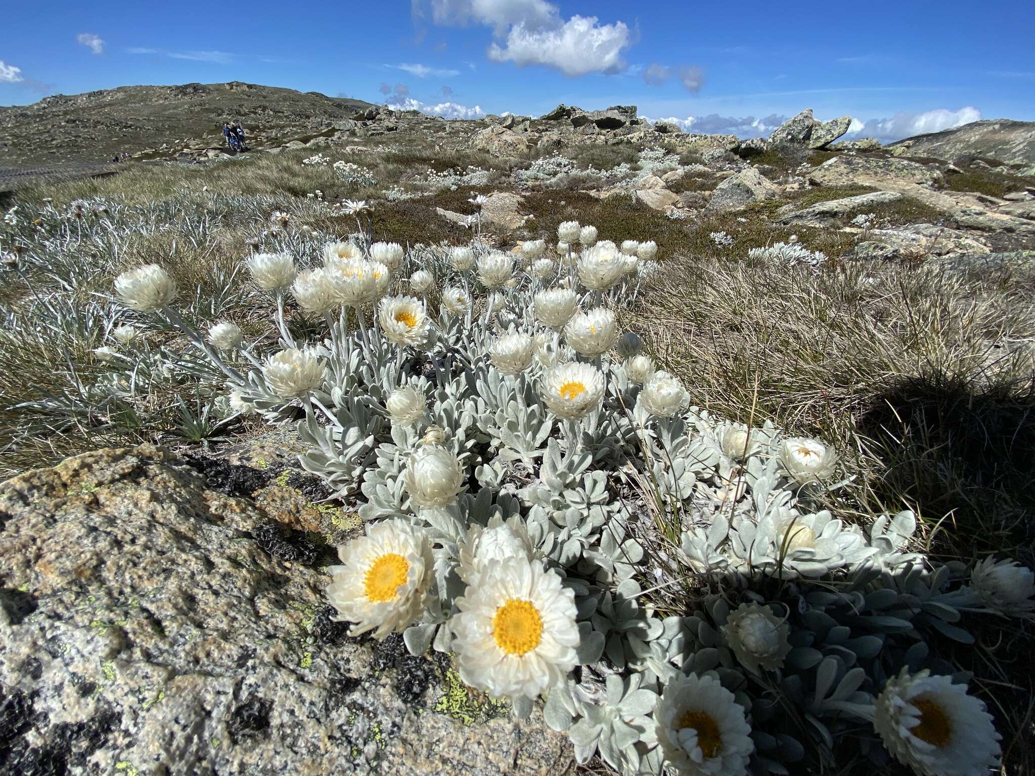 Слика од Leucochrysum alpinum (F. Müll.) R. J. Dennis & N. G. Walsh