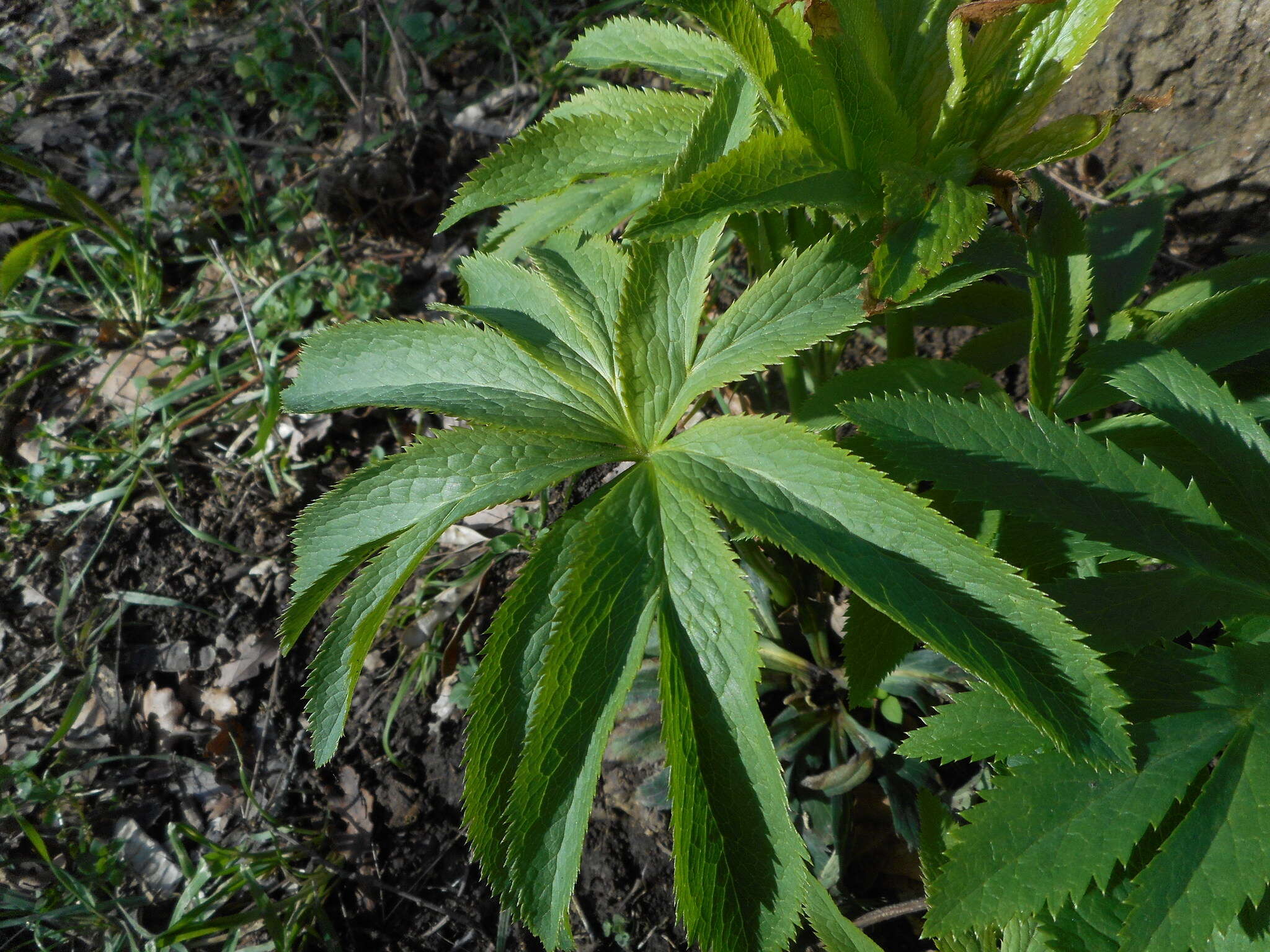 Image of Helleborus viridis subsp. viridis L.