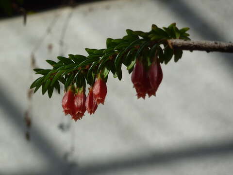 Image of Agapetes serpens (Wight) Sleumer