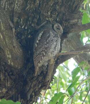 Image of African Scops Owl