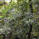 Image of Milktree