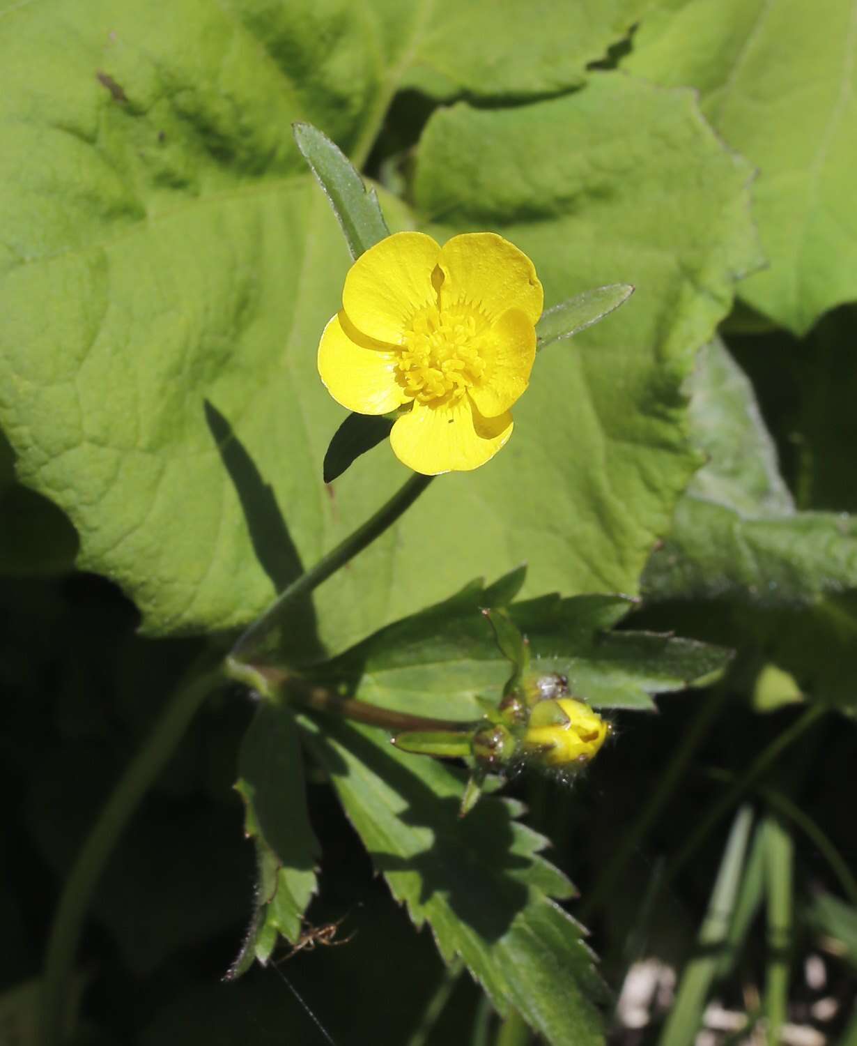 صورة Ranunculus japonicus Thunb.