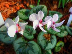 Image of Cyclamen coum Miller