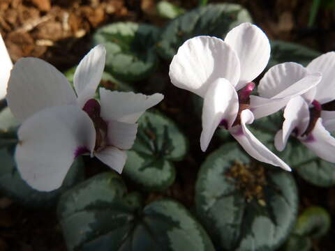 Image of Cyclamen coum Miller