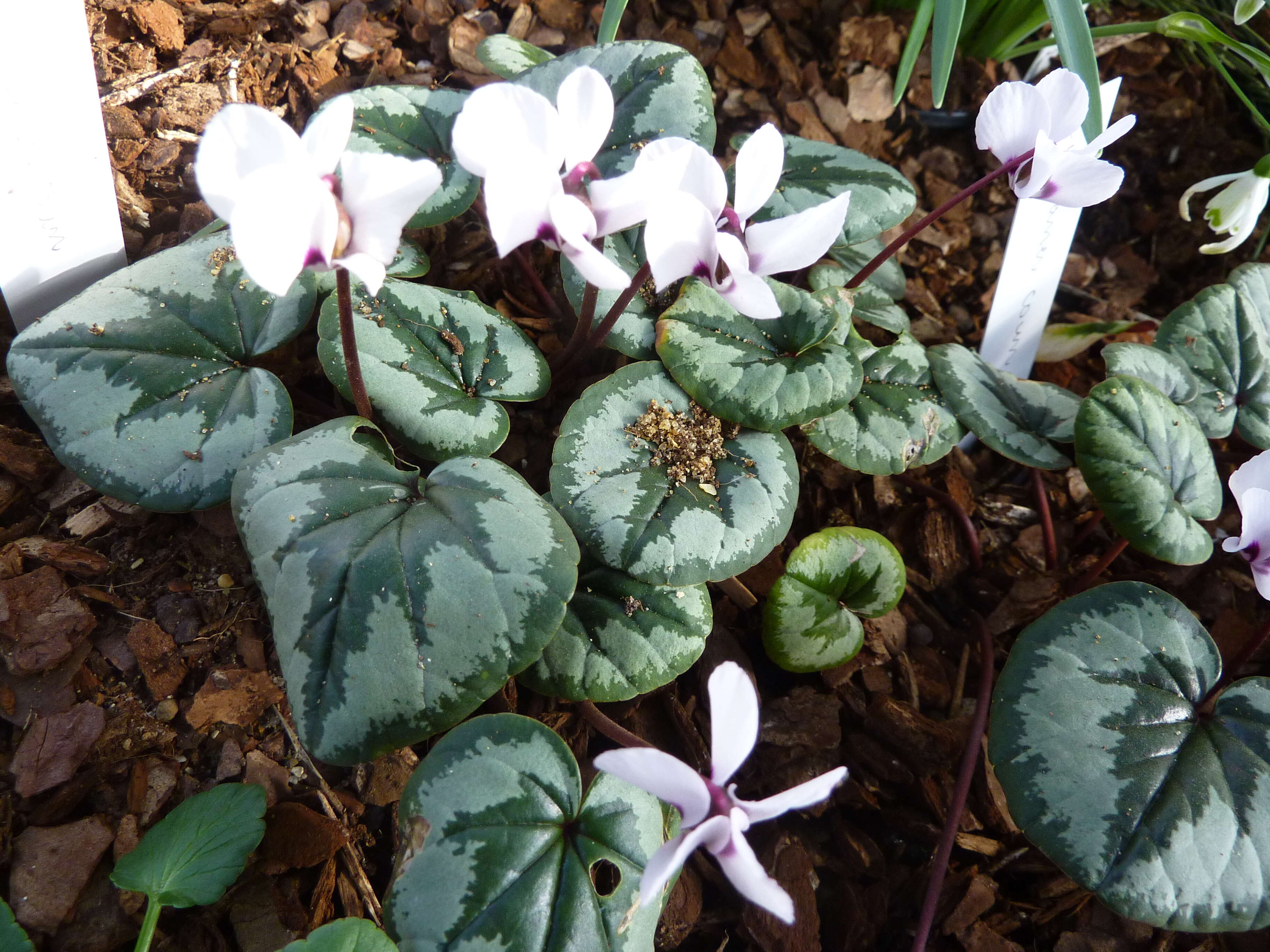 Image of Cyclamen coum Miller