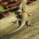 Sceloporus torquatus binocularis Dunn 1936的圖片