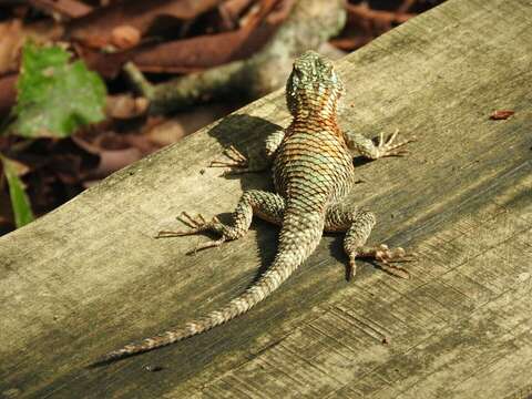 Image of Sceloporus torquatus binocularis Dunn 1936