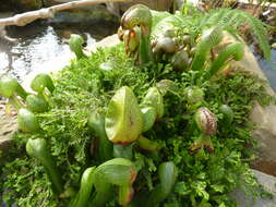 Image of California pitcherplant