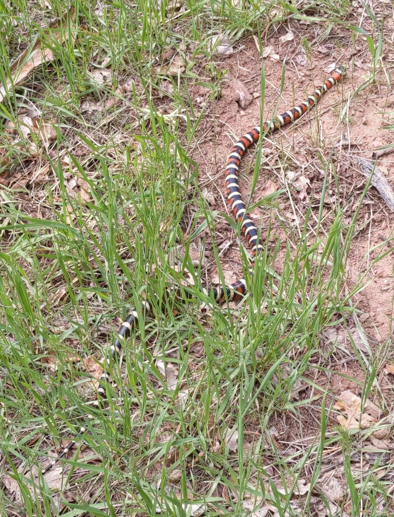 صورة Lampropeltis pyromelana infralabialis Tanner 1953