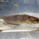 Image of Southern codling