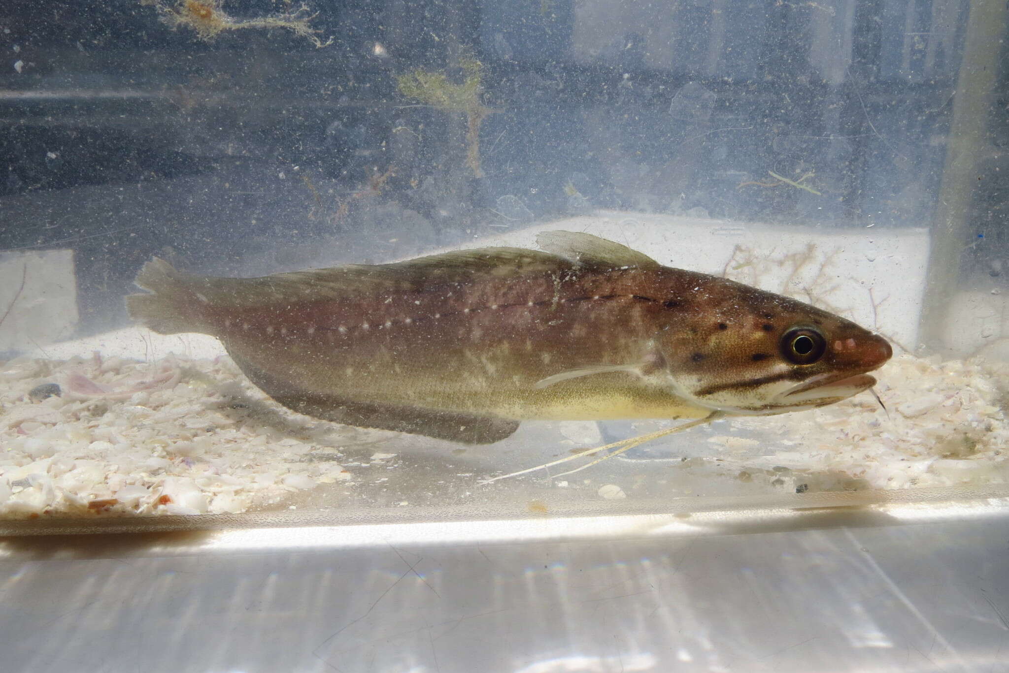 Image of Southern codling