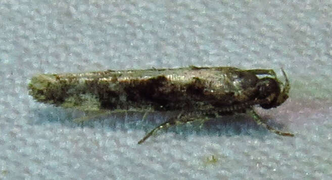 Image of Coleotechnites Flower Moth