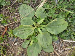 Image of Broadleaf Plantain