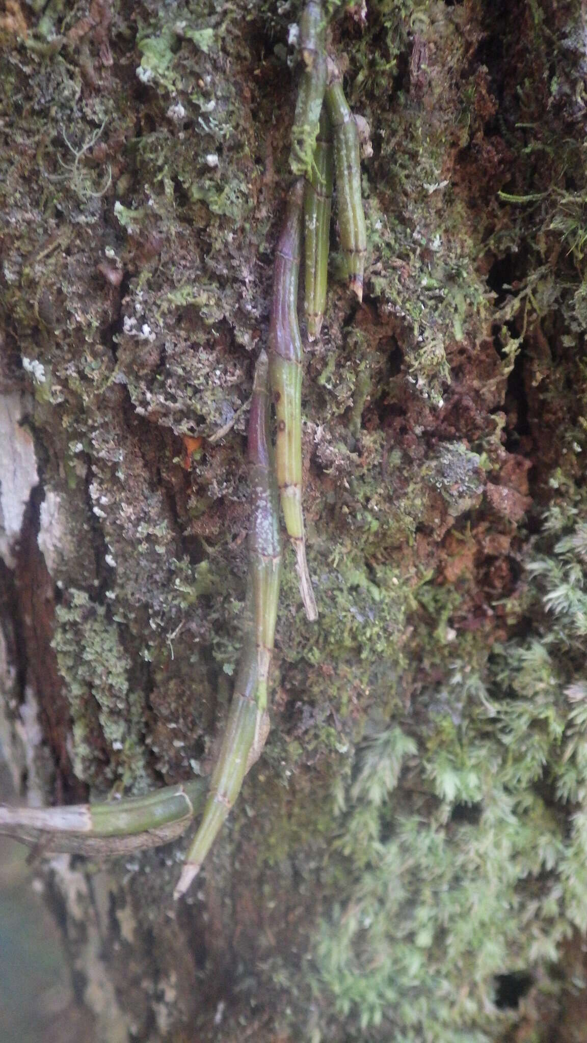 Imagem de Polystachya fusiformis (Thouars) Lindl.