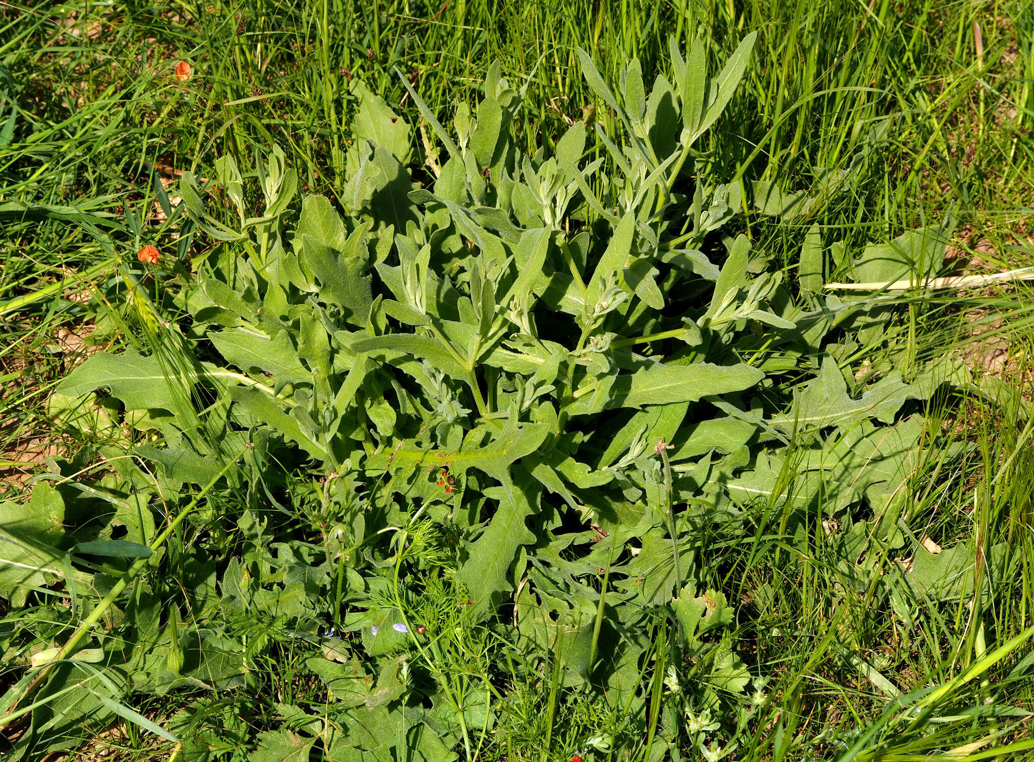 Centaurea ascalonica Bornm.的圖片