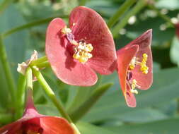 Euphorbia atropurpurea Brouss. ex Willd. resmi