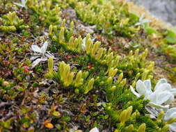 Imagem de Austrolycopodium fastigiatum (R. Br.) Holub