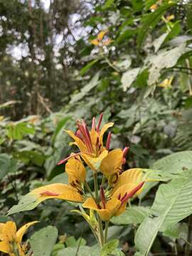 Justicia appendiculata (Ruiz & Pav.) Vahl resmi