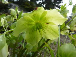 Image of Hellebore