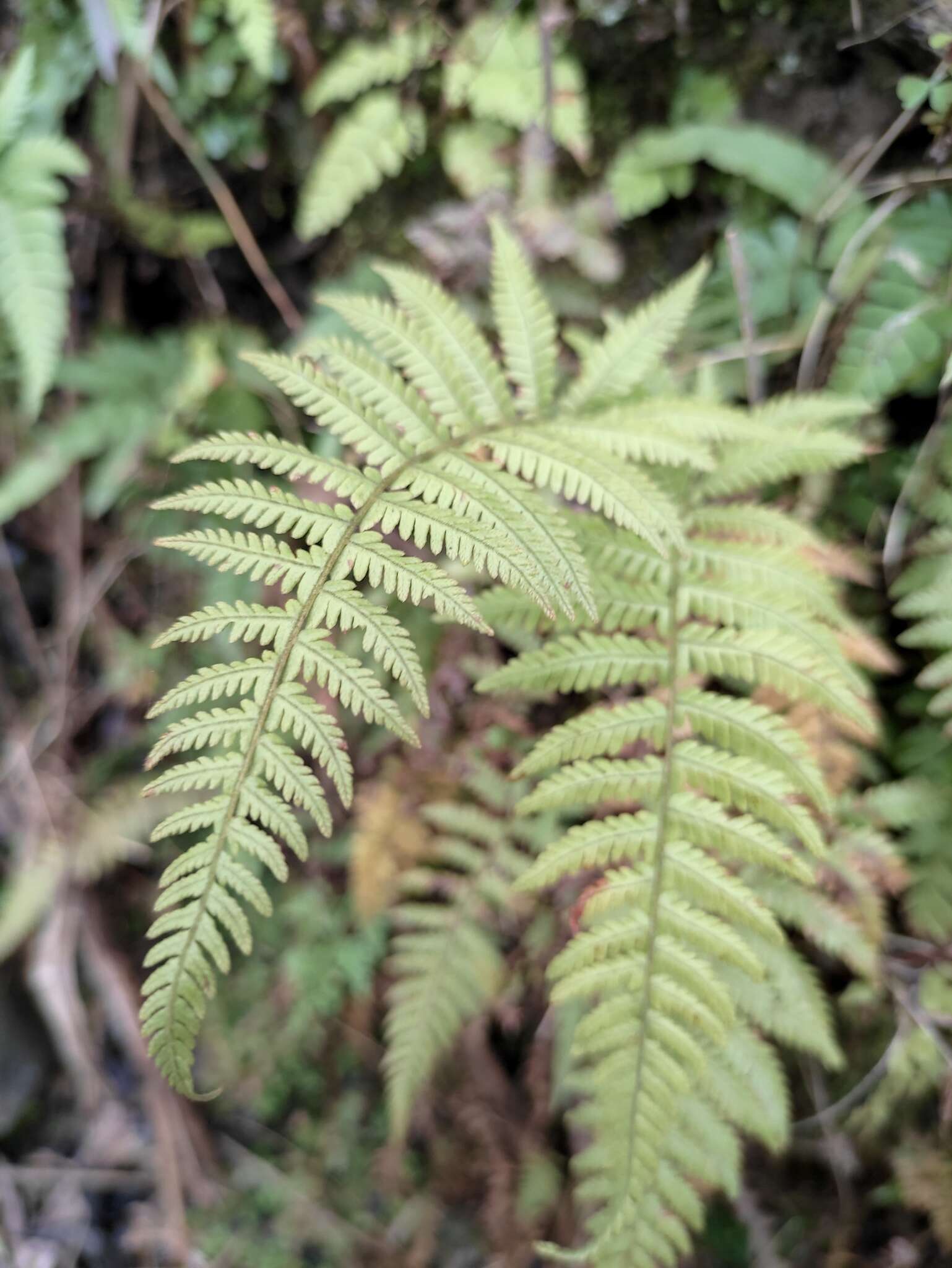 Plancia ëd Amauropelta glanduligera